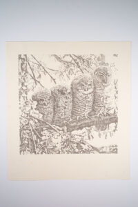 Owl Family Poster