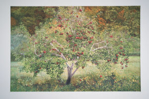 Apple Tree of Life print