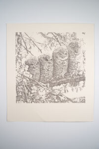 Owl Family
